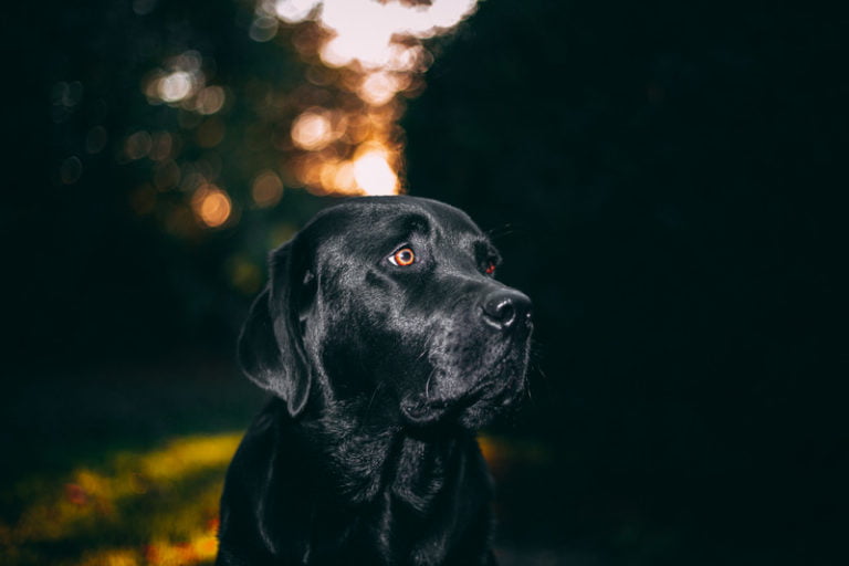 Dogs and cats can benefit from CBD too.