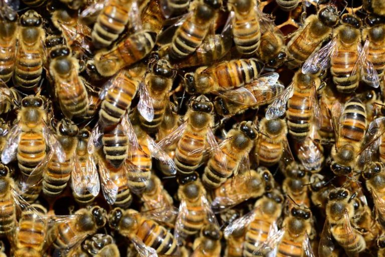 Colorado study about bee species and hemp.