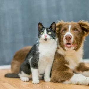 Canine Health Tonic